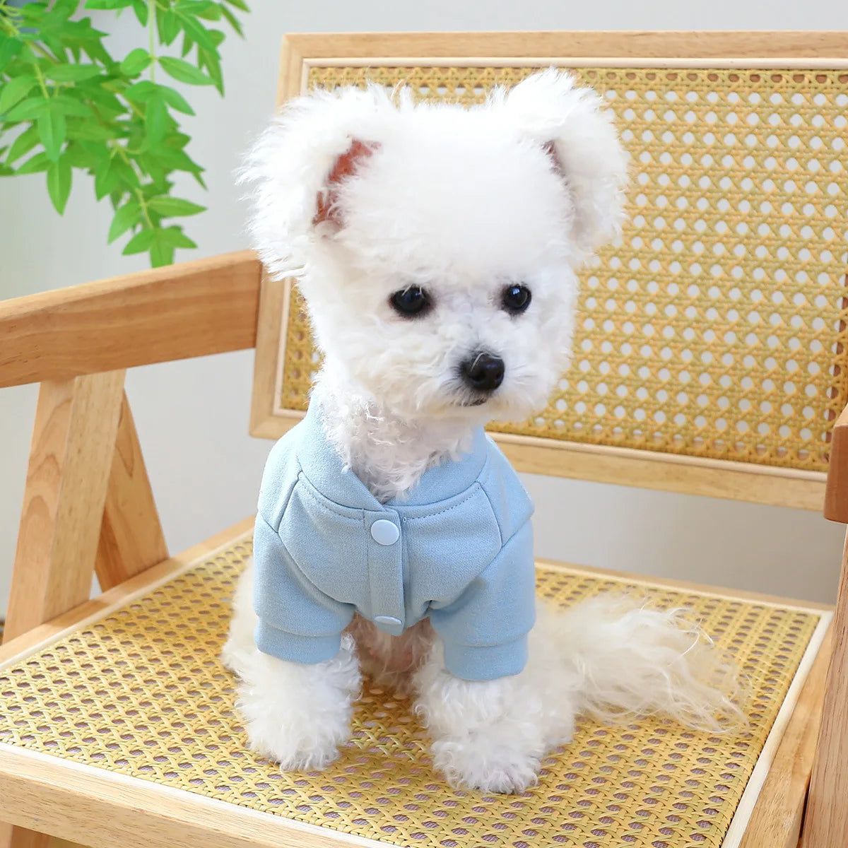 Clothes for Small Dogs Teddy than Bear Dog Clothes Autumn and Winter New Add Velvet Warm Warm Letter R Hoodie