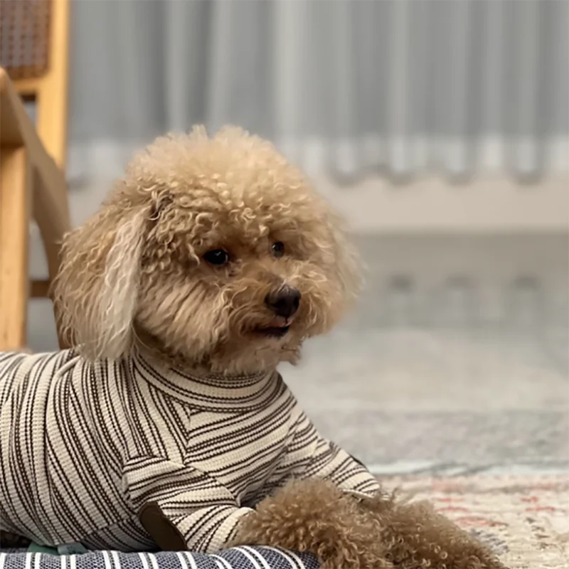 Casual Dog Clothes Autumn Teddy Vest Yorkshire Warm Bottoming Shirt Small to Medium Dog Pullover Dog Stuff