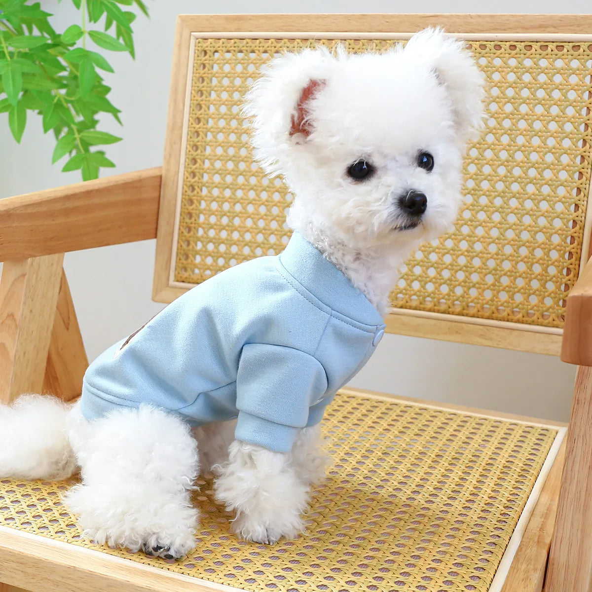 Clothes for Small Dogs Teddy than Bear Dog Clothes Autumn and Winter New Add Velvet Warm Warm Letter R Hoodie
